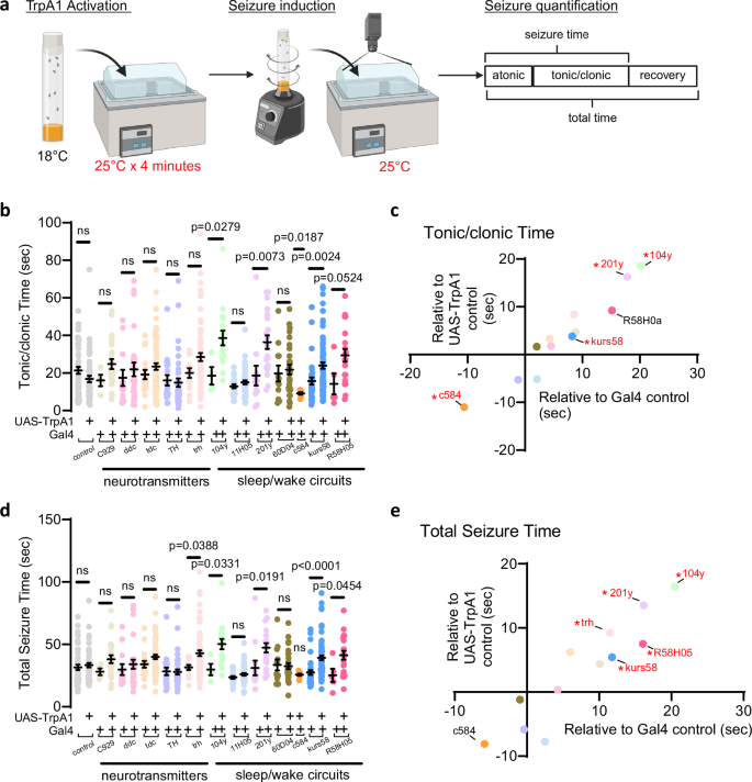 Fig. 4: A Gal4 screen reveals activation sleep-promoting circuits worsens seizures.