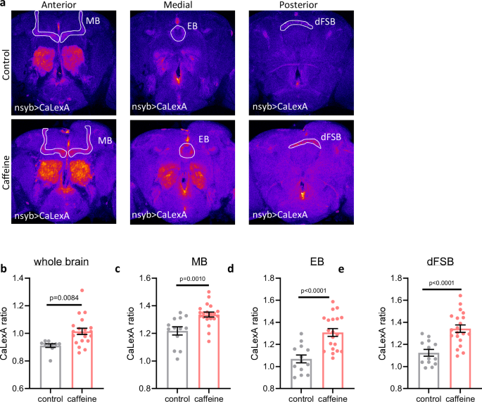 Fig. 5: Activity is increased across whole brain, including sleep-promoting circuits, after sleep restriction.