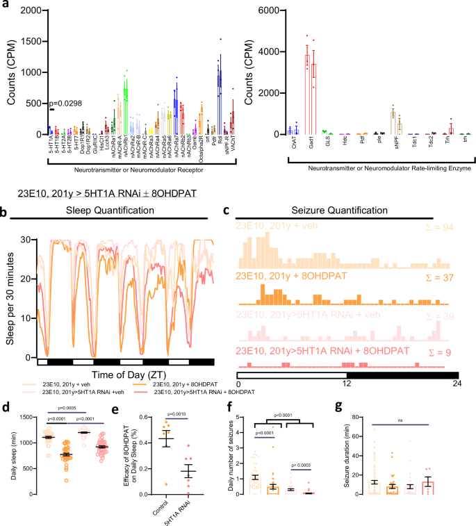 Fig. 7: 5HT1A is downregulated after sleep loss, and this is sleep-promoting.