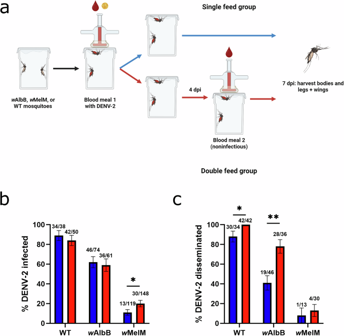 Fig. 1: Transinfection with wAlbB or wMelM Wolbachia reduces DENV-2 infection in Ae. aegypti and successive feeding leads to higher rates of dissemination in wildtype (WT) and wAlbB mosquitoes at 7 dpi.