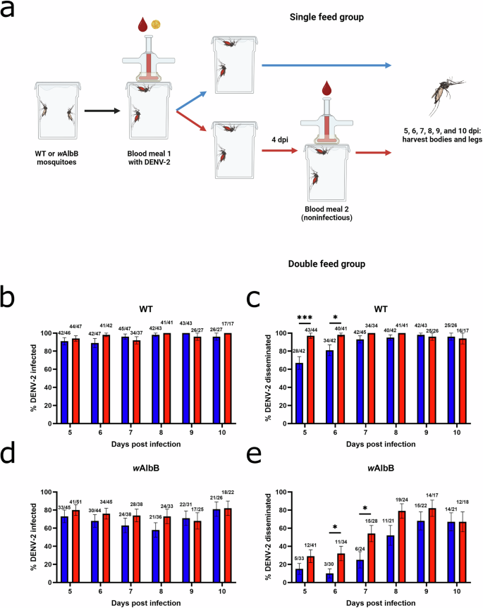 Fig. 3: Successive feeding accelerates DENV-2 dissemination and shortens the extrinsic incubation period in both WT and wAlbB Wolbachia-transinfected Ae. aegypti.