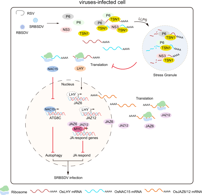 Fig. 10: A working model showing how viral proteins encoded by rice-infecting viruses utilize OsTSN1 to disturb the JA- and autophagy-associated plant immunity via RNA decay.