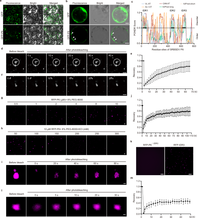 Fig. 1: SRBSDV P6 undergoes LLPS in vivo and in vitro.