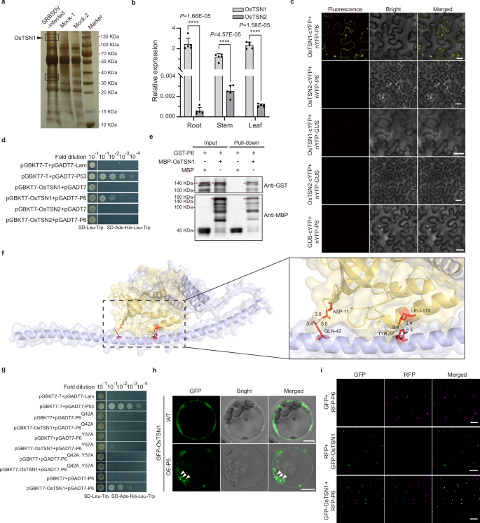 Fig. 2: OsTSN1 interacts with SRBSDV P6 to form droplets.