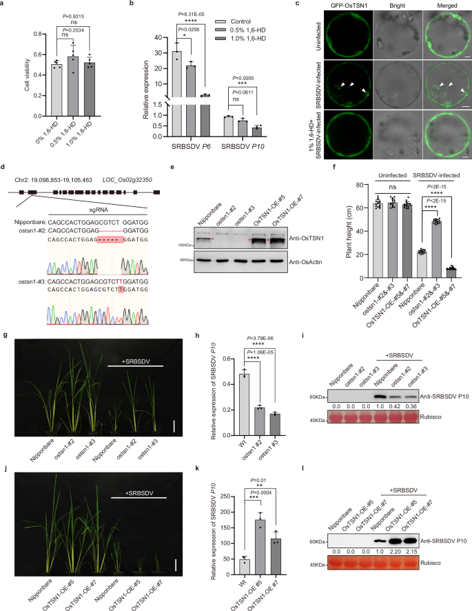 Fig. 3: OsTSN1 negatively regulates rice antiviral defense responses.