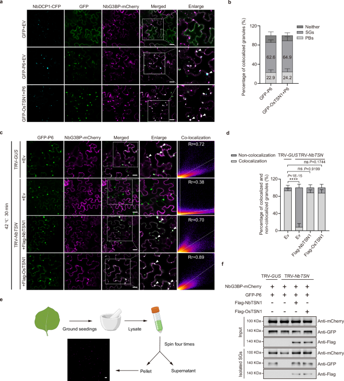 Fig. 4: SRBSDV P6 co-localizes with SGs via its interaction with OsTSN1.