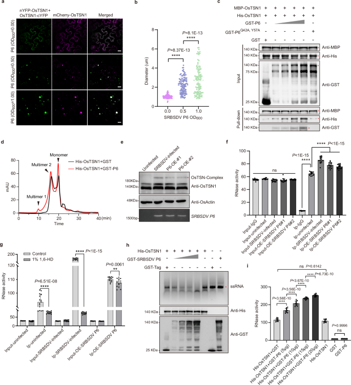 Fig. 5: SRBSDV P6 enhances OsTSN1 nuclease activity via promoting its multimerization.