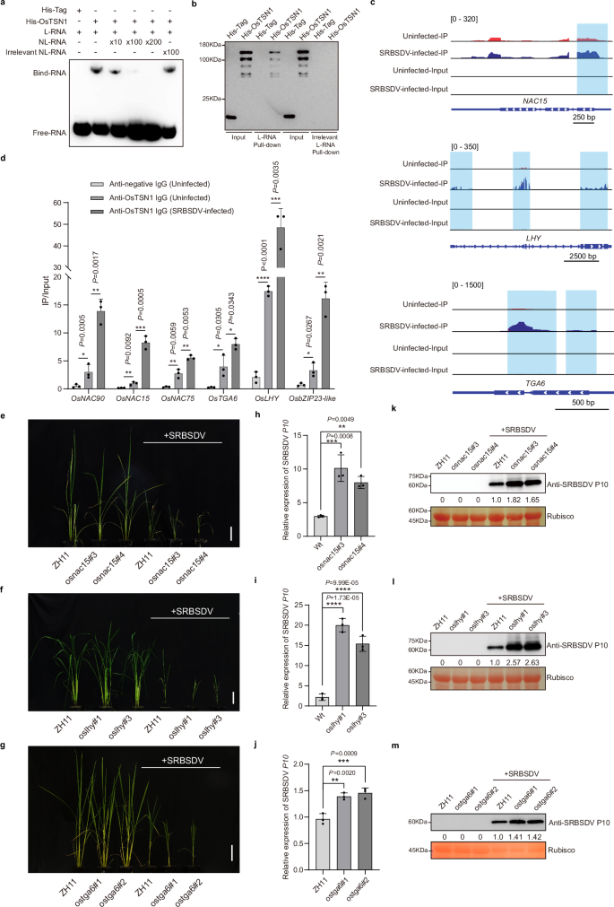 Fig. 6: OsTSN1-targeted genes and their functions in SRBSDV infection.
