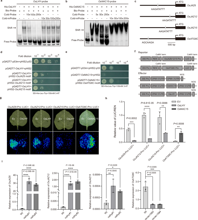 Fig. 7: OsLHY and OsNAC15 regulate separately the transcription of OsJAZ6, OsJAZ12, OsJAZ15 and OsATG8C.