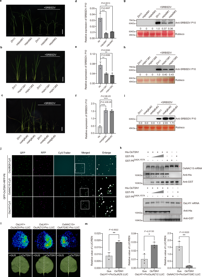 Fig. 8: OsTSN1 regulates the mRNA expression of OsJAZ6, OsJAZ12 and OsATG8C via degrading the mRNAs of OsNAC15 and OsLHY to promote SRBSDV infection.
