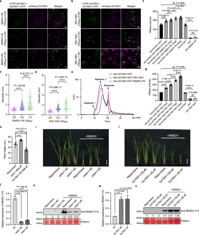 Fig. 9: RBSDV P6 and RSV NS3 promote OsTSN1 multimerization and nuclease activity to facilitate virus infection.