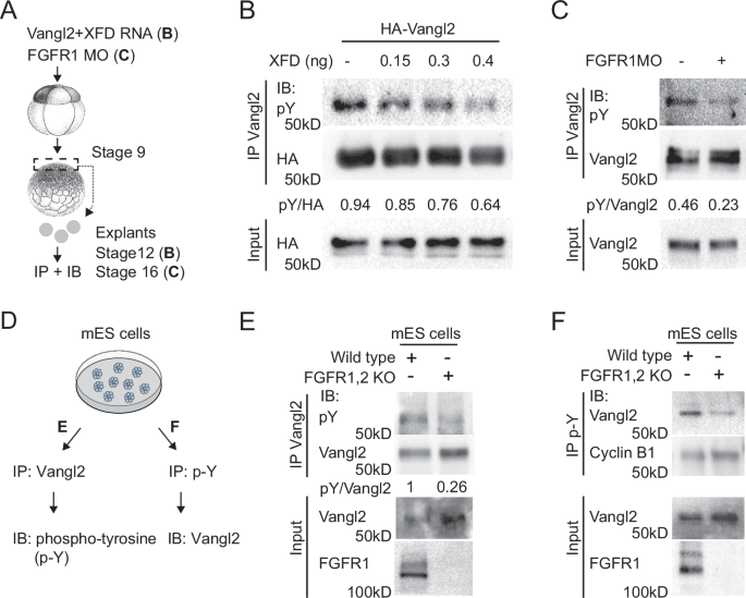 Fig. 2: Vangl2 tyrosine phosphorylation requires FGFR signaling.