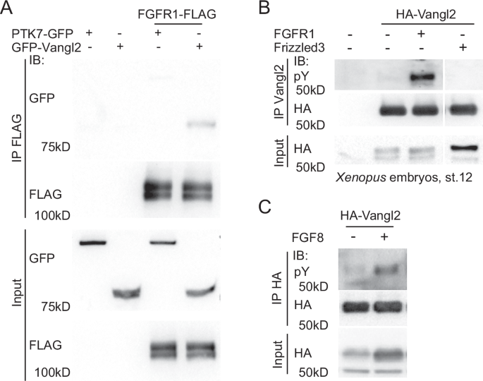 Fig. 3: FGFR1 physically associates with Vangl2 and triggers its tyrosine phosphorylation.