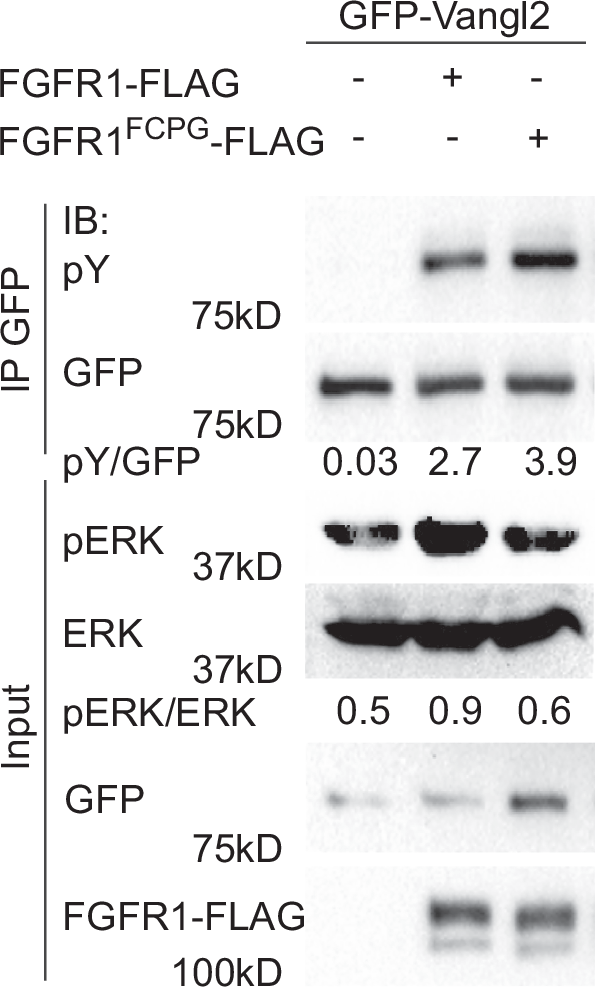 Fig. 4: Vangl2 tyrosine phosphorylation by FGFR1 containing mutations that prevent ERK activation.