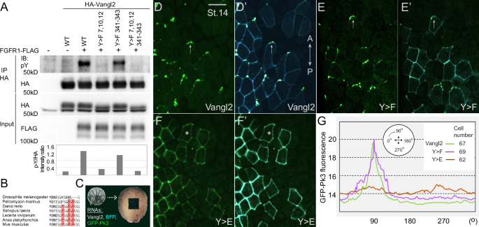 Fig. 5: Anterior accumulation of the Vangl2/Pk3 complex in the neuroectoderm is inhibited by N-terminal tyrosine phosphorylation of Vangl2.
