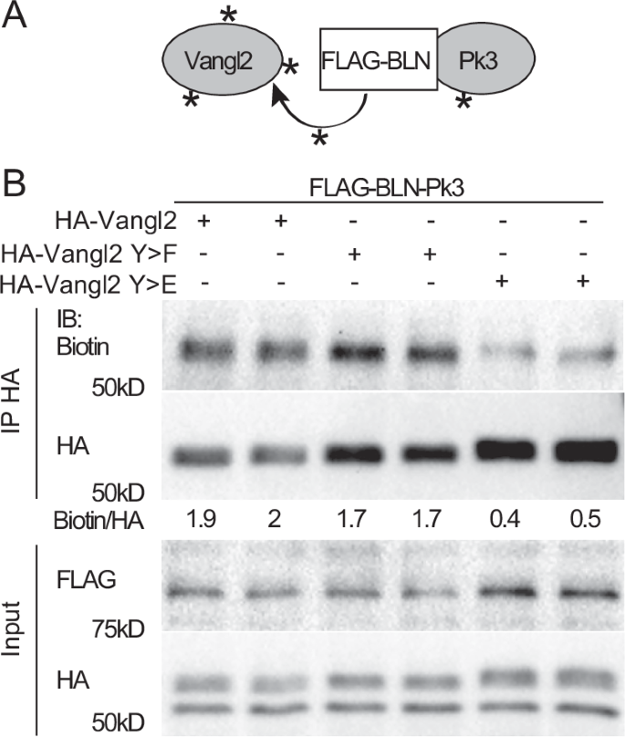Fig. 6: The Vangl2-Prickle3 interaction is inhibited by Vangl2 tyrosine phosphorylation.