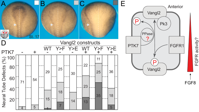 Fig. 8: Synergistic effects of Vangl2 and PTK7 on neural tube closure depend on Vangl2 tyrosine phosphorylation.