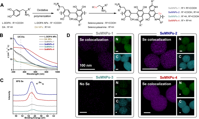 Fig. 2: Synthesis and characterization of molecular engineered SeMNPs.