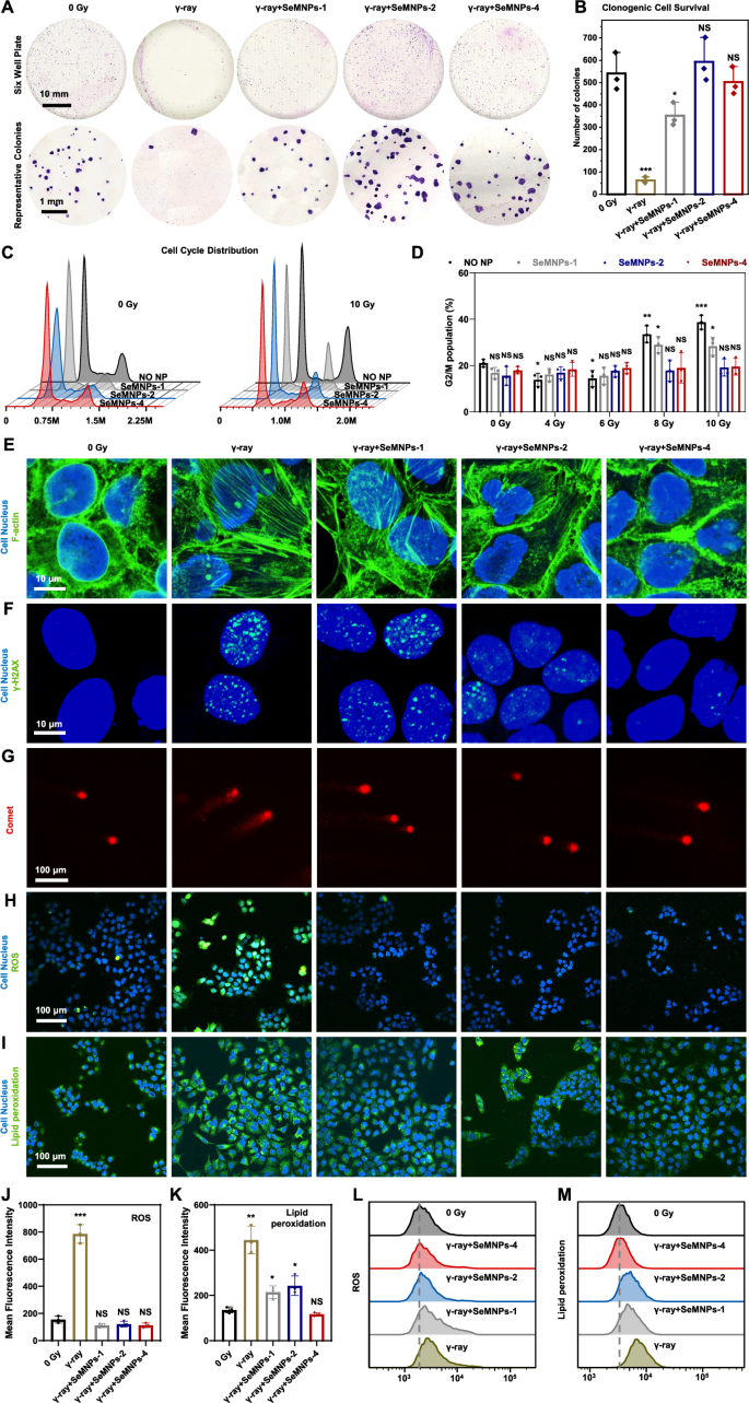 Fig. 5: Radioprotection against γ-ray of SeMNPs in HaCaT Cells.