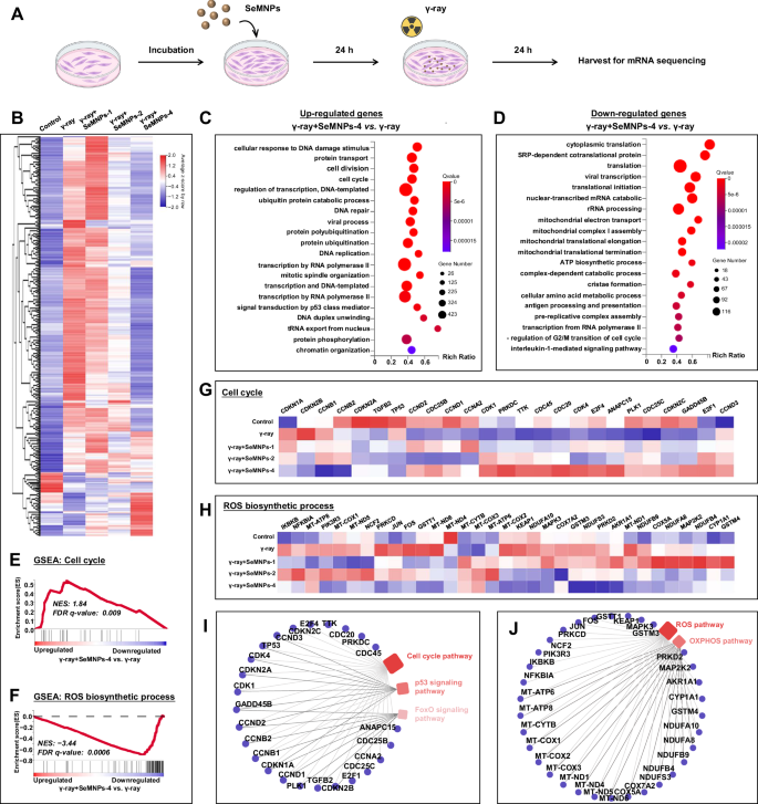 Fig. 6: Comprehensive analysis of gene expression modulation by SeMNPs under γ-ray exposure.