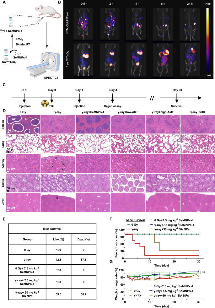 Fig. 7: In vivo γ-ray protection of SeMNPs−4.