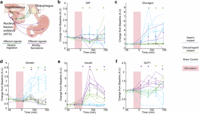 Fig. 6: Neuromodulation of oesophageal vagal afferents yields illusory metabolic satiety.