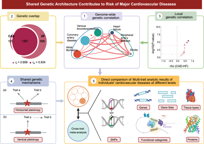 Shared genetic architecture contributes to risk of major cardiovascular ...