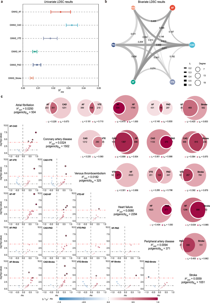 Shared genetic architecture contributes to risk of major cardiovascular ...