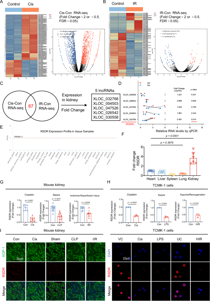 Fig. 1: Analysis of lncRNA Transcriptomes in Two AKI Models and Identification of RSDR.