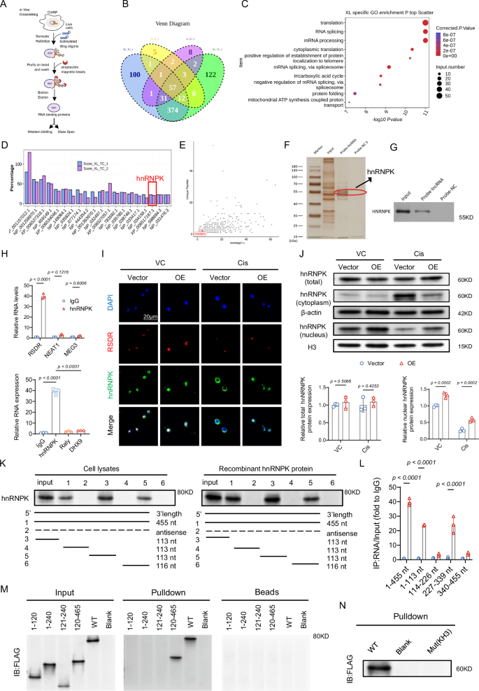 Fig. 3: RSDR Interacts with hnRNPK.