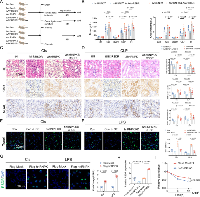 Fig. 4: RSDR and hnRNPK Co-regulate Acute Kidney Injury.