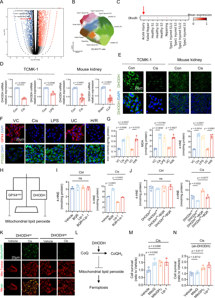 Fig. 6: DHODH Protects Renal Function in AKI by Inhibiting Ferroptosis.