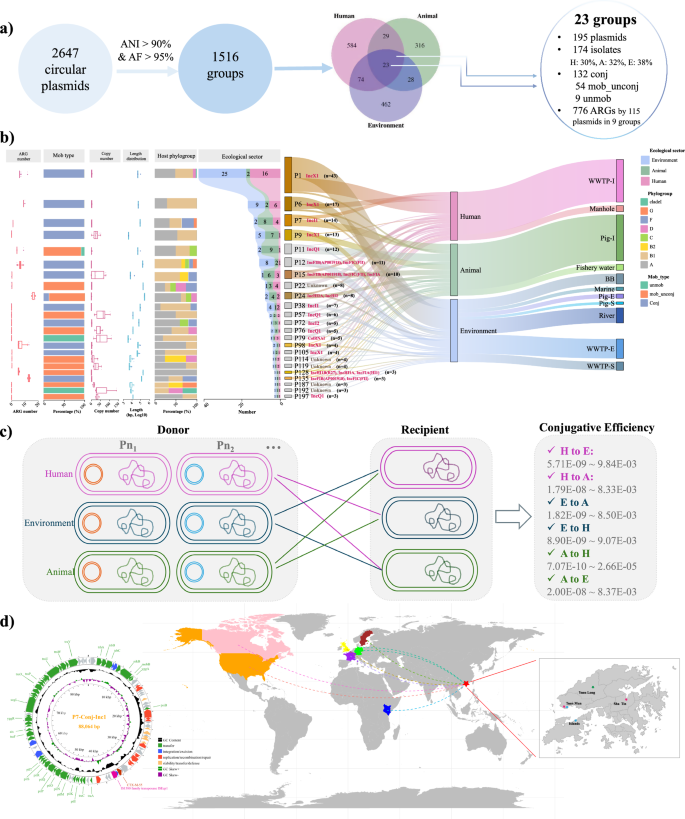 Fig. 7: Sectoral sharing, mobility, and global dissemination of plasmids in urban E. coli isolates.