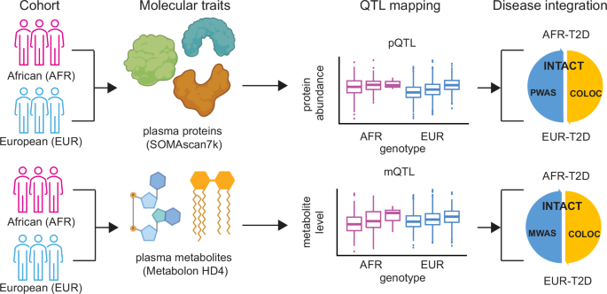Fig. 1: Schematics of the study design on genetic architecture of the plasma proteome and metabolome in participants with African and European ancestry.