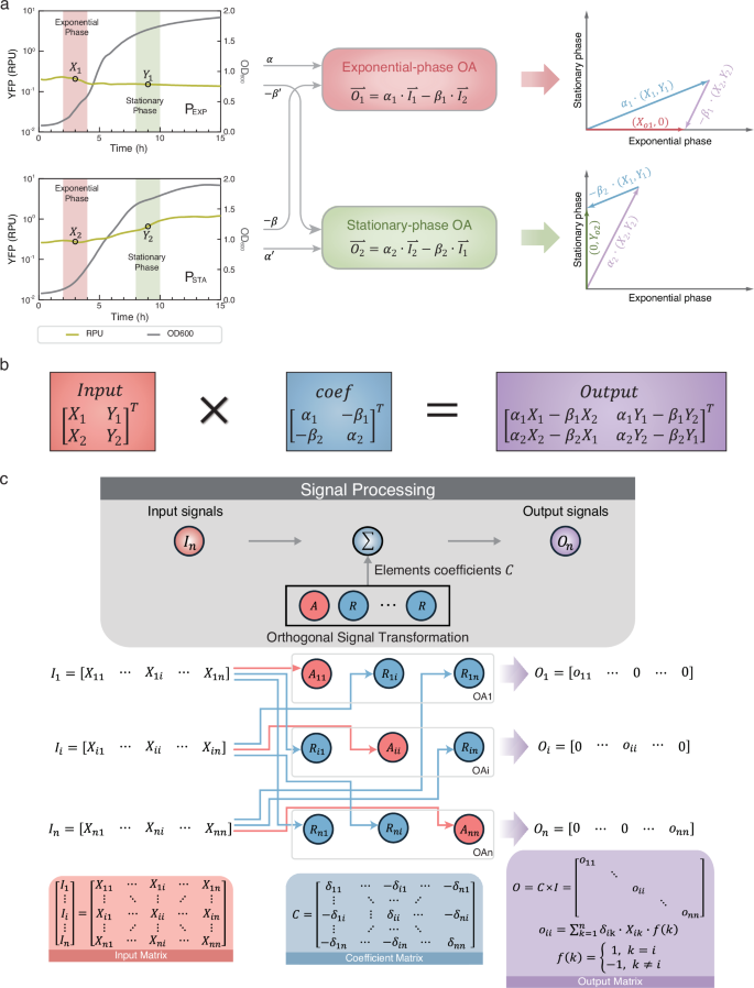 Fig. 2: Linear transformation of biological signal by OA.