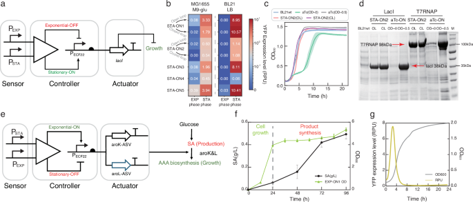 Fig. 6: Applications of functional amplifiers.