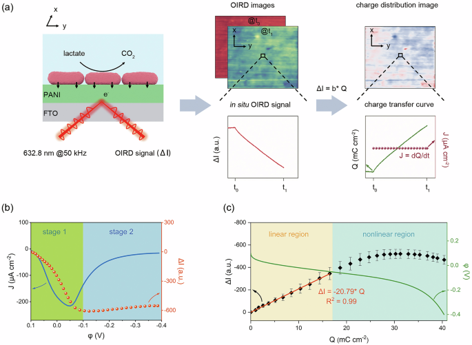 Fig. 1: Principle of OIRD imaging of EET current.
