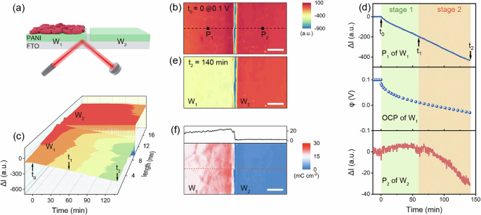 Fig. 2: OIRD responses on dual electrode upon EET of adherent Shewanella putrefaciens CN32.
