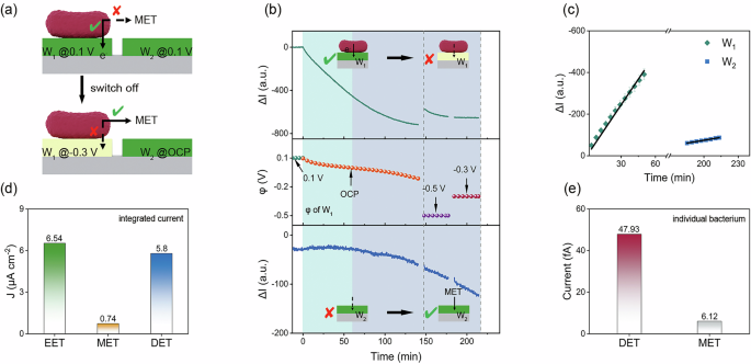 Fig. 4: Measuring DET and MET currents of Shewanella putrefaciens CN32 bioanode by controlling on/off state of PANI film.