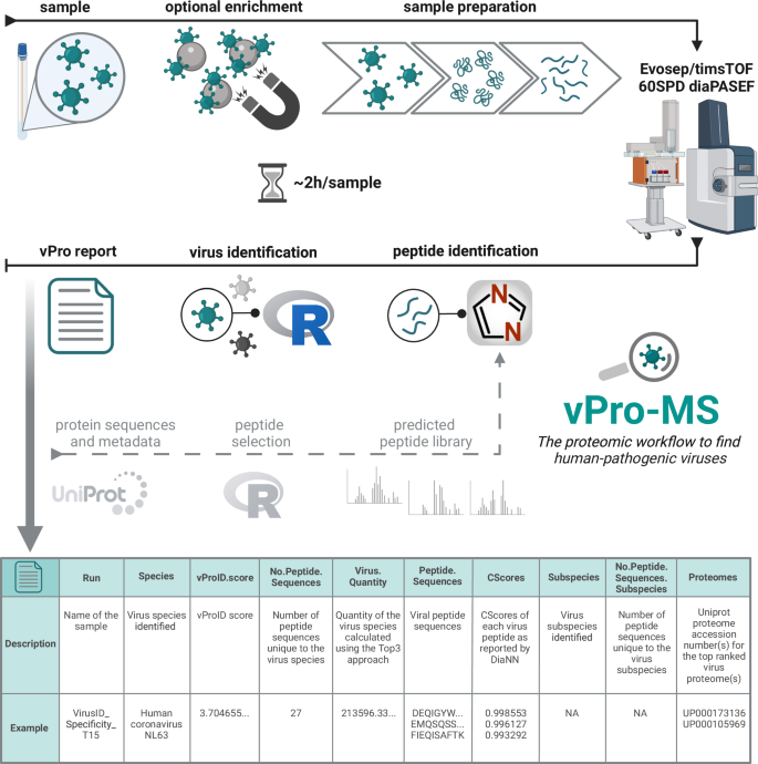Fig. 1: Overview of the vPro-MS workflow for virus identification by untargeted proteomics.