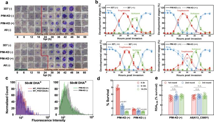 Fig. 3: PfMYST-mediated ART-R is linked to alterations in the parasite’s cell cycle and metabolism in P. falciparum.