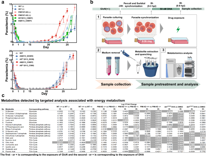Fig. 4: Metabolic changes in quiescent ring-stage parasites with PfMYST knockdown or PfK13 mutation.