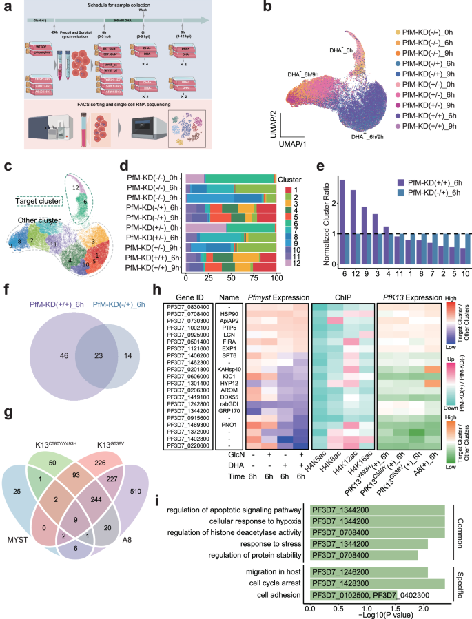 Fig. 5: Single-cell RNA sequencing unveils PfMYST-mediated epigenetic tolerance to artemisinin in P. falciparum.