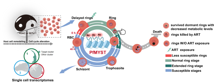 Fig. 7: Schematic illustration of PfMYST-mediated DHA adaptive resistance.