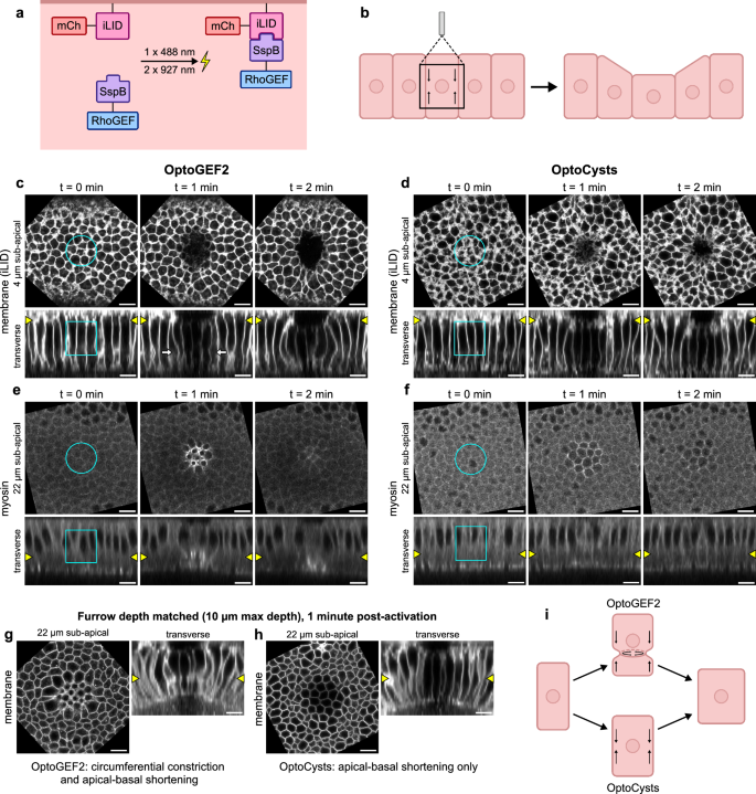 Fig. 1: Lateral optogenetic recruitment of RhoGEF2 or Cysts results in tissue furrowing via cell apical-basal shortening.