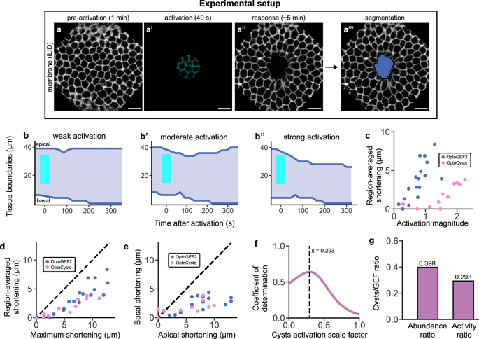Fig. 2: RhoGEF-driven cell shortening is dose-dependent.
