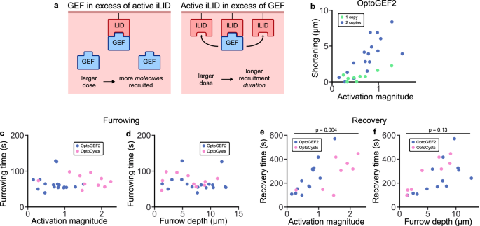 Fig. 3: Activation dose modulates shortening via the amount of RhoGEF recruited to the membrane.