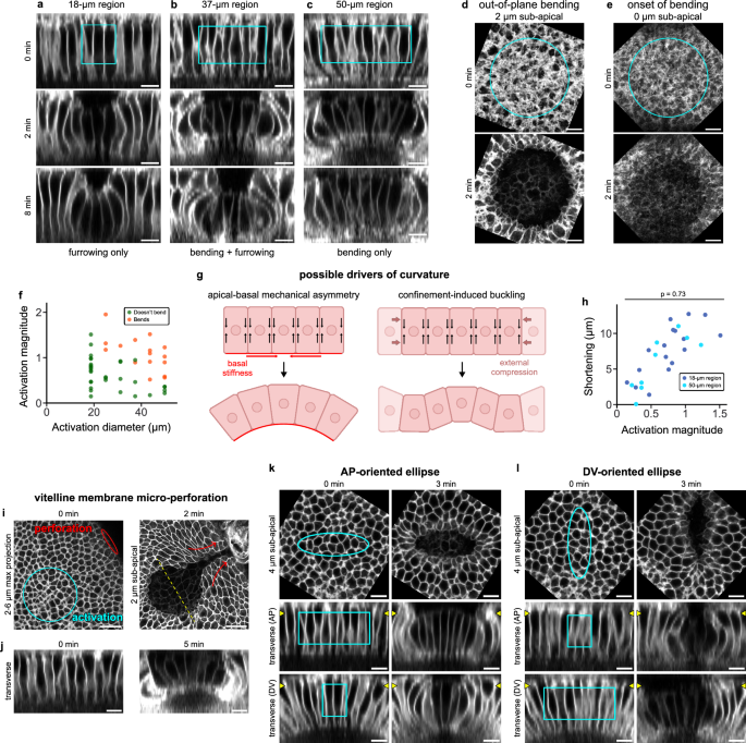 Fig. 4: Large regions of lateral activation produce curved tissues that fail to form a furrow.
