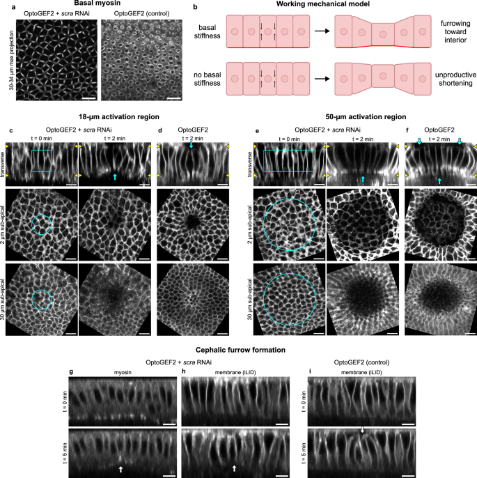 Fig. 5: Perturbing basal myosin via scraps/anillin RNAi changes tissue furrowing and bending behaviors.