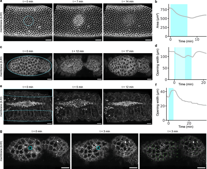 Fig. 6: Endogenous OptoRhoGEFs induce contractile responses during various stages of Drosophila embryonic development.
